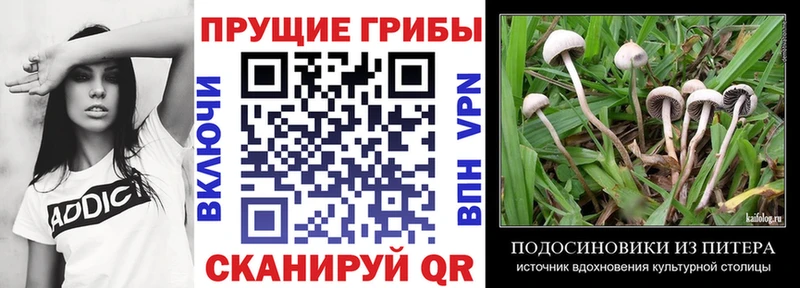Галлюциногенные грибы Psilocybe  Мирный 