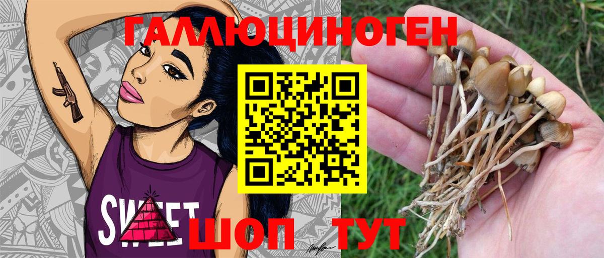 Псилоцибиновые грибы Psilocybe Мирный